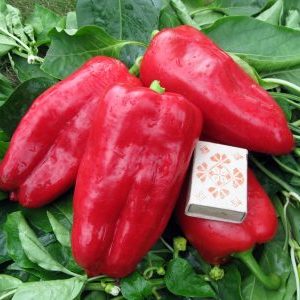 Why is it worth growing Atlant hybrid pepper and how it may surprise you