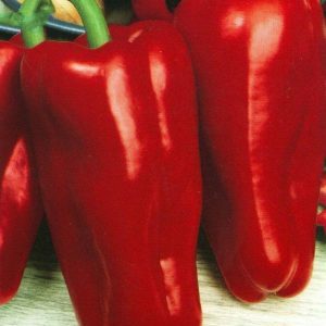 Why is it worth growing Atlant hybrid pepper and how it may surprise you