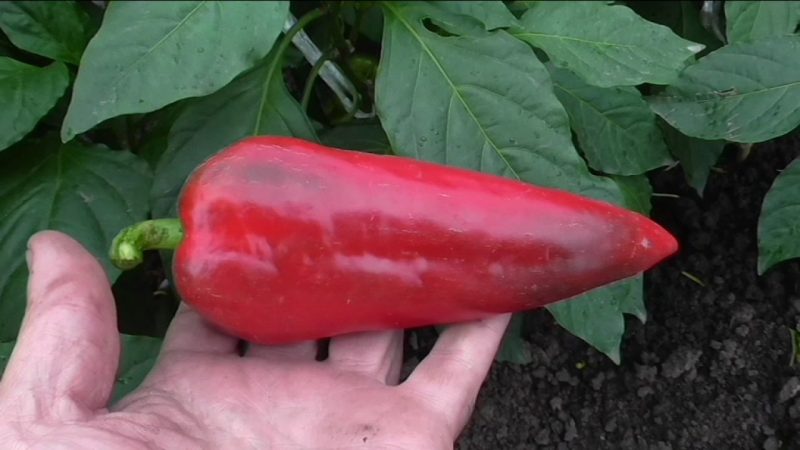 Why is it worth growing Atlant hybrid pepper and how it may surprise you