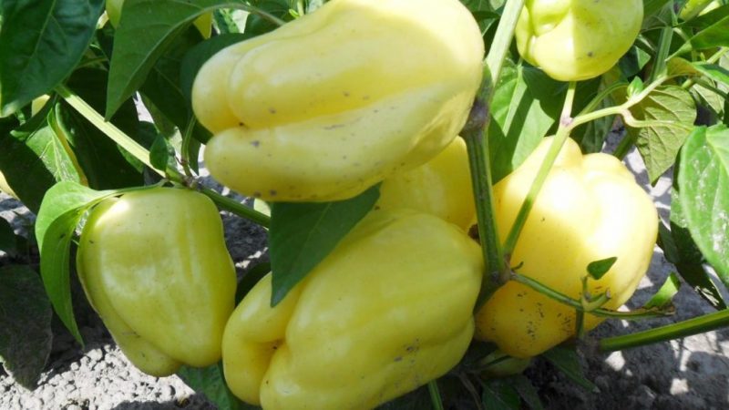 Is it worth growing white gold peppers: the advantages and disadvantages of the variety