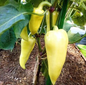 Why the Belozerka pepper variety is good and why it is worth trying to grow it on your site