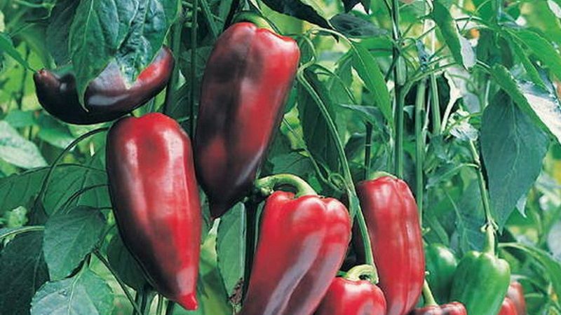 Hybrid Pinocchio pepper for lovers of sweet and juicy high-yielding varieties