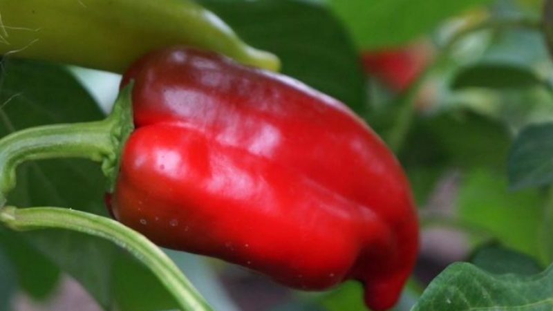 Hybrid Pinocchio pepper for lovers of sweet and juicy high-yielding varieties
