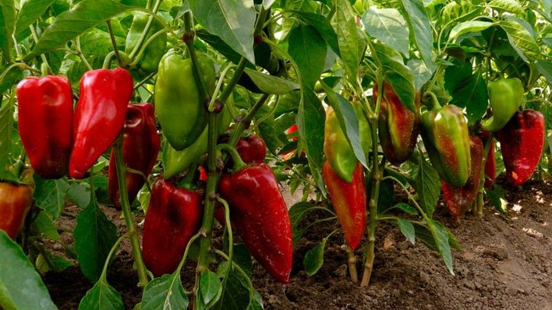 Hybrid Pinocchio pepper for lovers of sweet and juicy high-yielding varieties