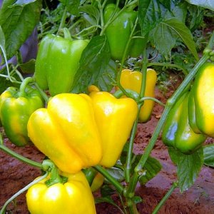 Dutch hybrid Gemini pepper f1: reviews of farmers with experience and rules for caring for it