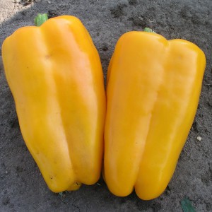 Dutch hybrid Gemini pepper f1: reviews of farmers with experience and rules for caring for it