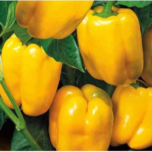 Dutch hybrid Gemini pepper f1: reviews of farmers with experience and rules for caring for it