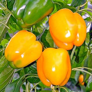 Dutch hybrid Gemini pepper f1: reviews of farmers with experience and rules for caring for it
