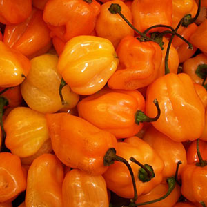 How to grow habanero hot peppers and use this ingredient correctly in cooking