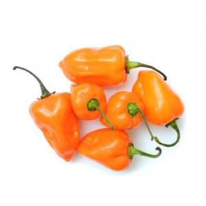 How to grow habanero hot peppers and use this component correctly in cooking