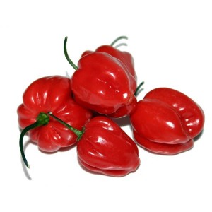 How to grow habanero hot peppers and use this ingredient correctly in cooking