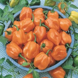 How to grow habanero hot peppers and use this ingredient correctly in cooking