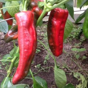 Spectacular hybrid Kakadu pepper with an unusual appearance and pleasant sweet taste