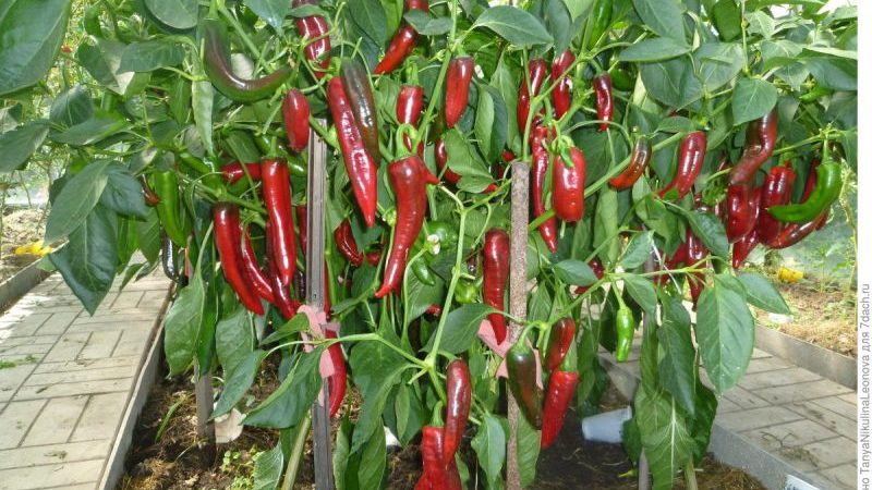 Spectacular hybrid Kakadu pepper with an unusual appearance and pleasant sweet taste