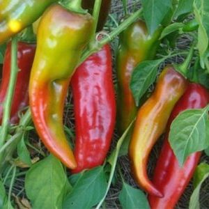 Spectacular hybrid Kakadu pepper with an unusual appearance and pleasant sweet taste