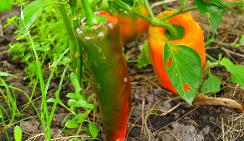 Spectacular hybrid Kakadu pepper with an unusual appearance and pleasant sweet taste