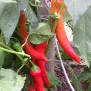 Spectacular hybrid Kakadu pepper with an unusual appearance and pleasant sweet taste