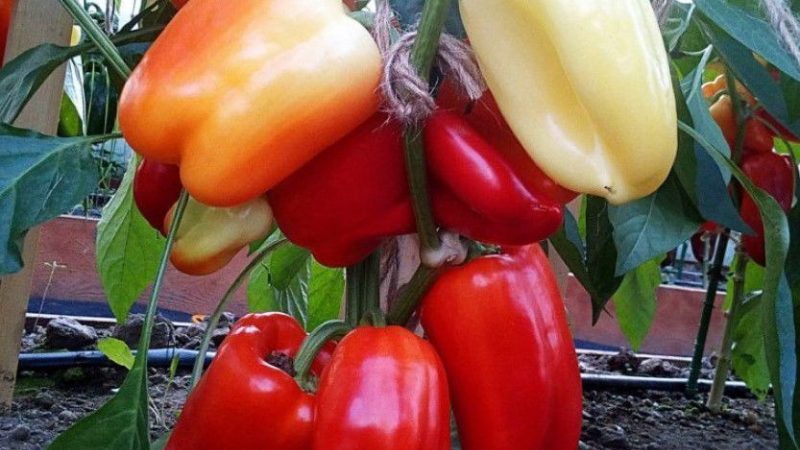 An early ripe and high-yielding hybrid of Kalif (Khalif) pepper from Japanese breeders