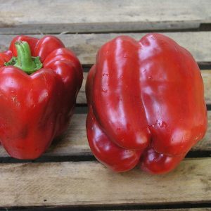 Claudio hybrid pepper from Dutch breeders and features of its care