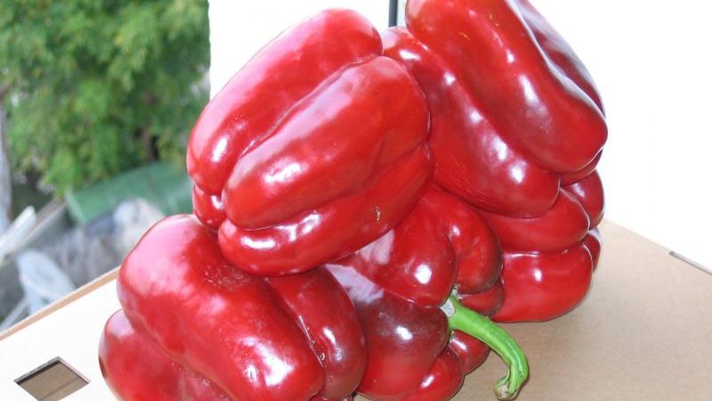 Claudio hybrid pepper from Dutch breeders and features of its care
