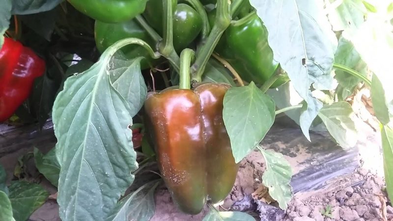 Claudio hybrid pepper from Dutch breeders and features of its care