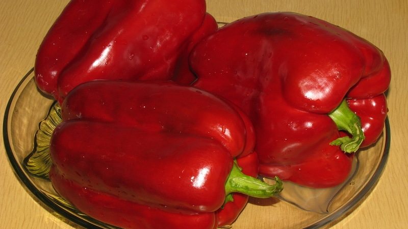 Claudio hybrid pepper from Dutch breeders and features of its care