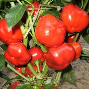 Review of the Novogogoshary pepper variety: reviews of farmers, advantages and disadvantages, nuances of cultivation