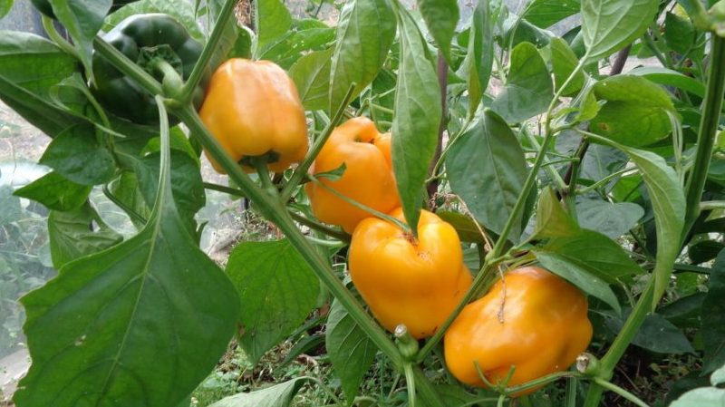 A hybrid that will not leave you indifferent - Orange Miracle pepper and the features of its cultivation