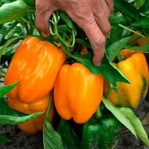 A hybrid that will not leave you indifferent - Orange Miracle pepper and the features of its cultivation