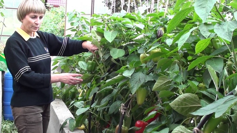 Description of pepper Gift of Moldova: what is good about the variety and how to grow it correctly