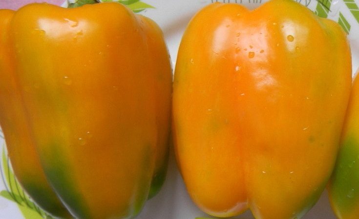 How to properly grow a fruitful Siberian bonus pepper with bright and incredibly tasty fruits