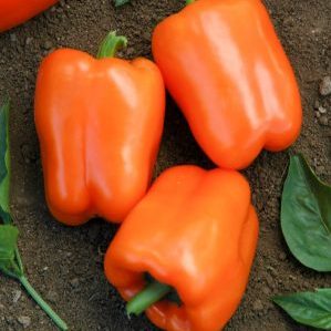 How to properly grow a fruitful Siberian bonus pepper with bright and incredibly tasty fruits