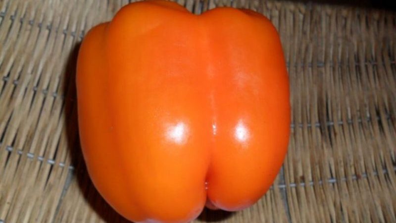 How to properly grow a fruitful Siberian bonus pepper with bright and incredibly tasty fruits