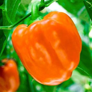 How to properly grow a fruitful Siberian bonus pepper with bright and incredibly tasty fruits