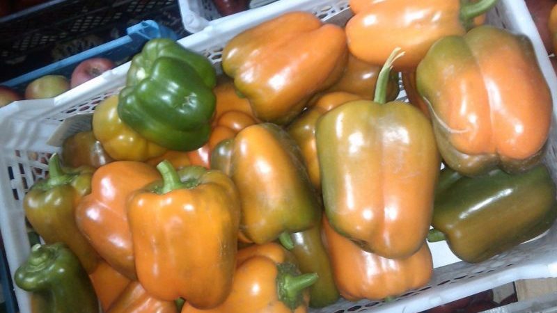 How to properly grow fruitful Siberian bonus peppers with bright and incredibly tasty fruits