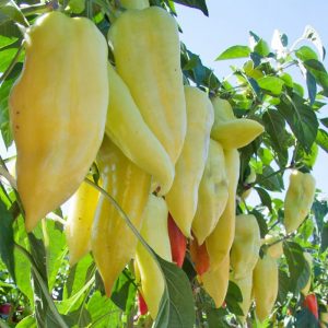 How to grow sweet peppers Snowfall on your site: step by step instructions and expert reviews