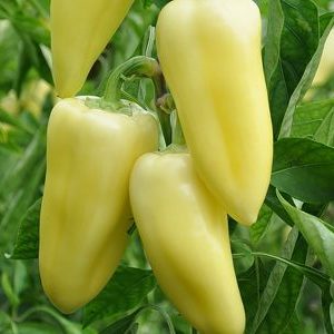 How to grow sweet peppers Snowfall on your site: step by step instructions and expert reviews