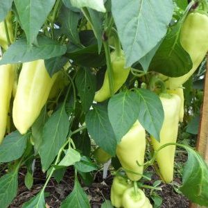 How to grow sweet peppers Snowfall on your site: step by step instructions and expert reviews