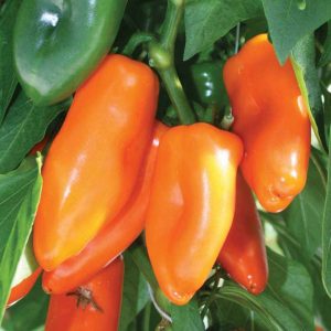 A variety that can become your pet - the cow's ear pepper and the secrets of its cultivation