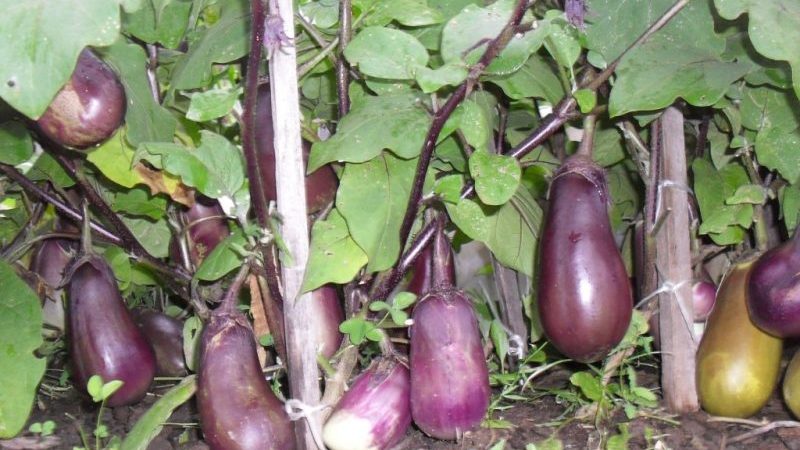 Why eggplants do not turn blue, but turn green and how this can be prevented