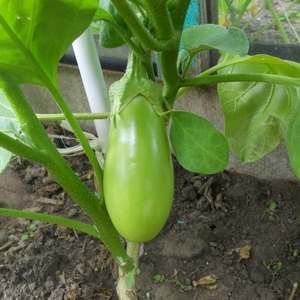 Why eggplants do not turn blue, but turn green and how this can be prevented