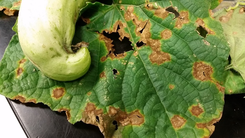 Why rusty spots appear on cucumber leaves and how to deal with them