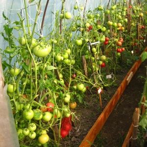 Why tomatoes crack when ripe in a greenhouse: identify the cause and effectively fight it