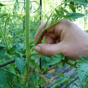 Why tomatoes crack when ripe in a greenhouse: identify the cause and effectively fight it