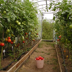 Why tomatoes crack when ripe in a greenhouse: identify the cause and effectively fight it