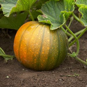 Why does pumpkin rot in the garden, what to do with this problem and how to prevent its appearance