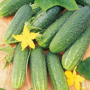 Gift from German breeders - Libella cucumbers (Libella)