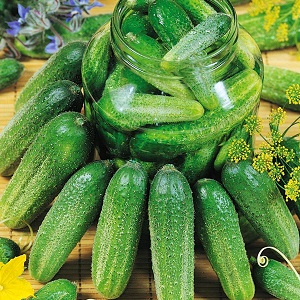 Gift from German breeders - Libella cucumbers (Libella)