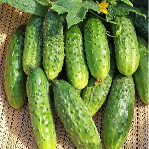 Gift from German breeders - cucumbers Libella (Libella)
