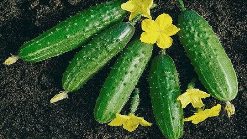 Gift from German breeders - Libella cucumbers (Libella)